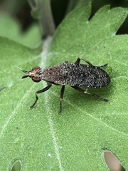 Euthycera cribrata