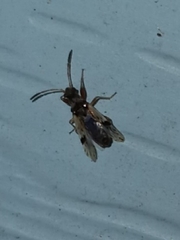 Pseudopachybrachius vinctus