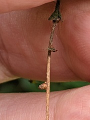 Semudobia skuhravae