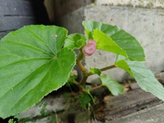 Begonia cucullata
