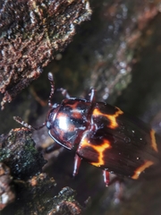 Micrencaustes lunulata