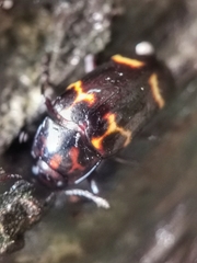 Micrencaustes lunulata