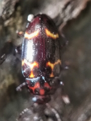 Micrencaustes lunulata