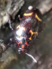 Micrencaustes lunulata