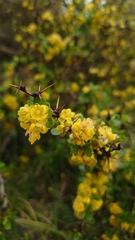 Berberis cretica