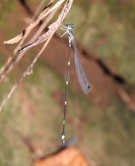 Protosticta mortoni