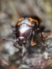 Micrencaustes lunulata