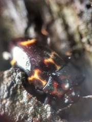 Micrencaustes lunulata