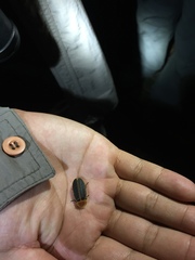 Pyrocoelia praetexta