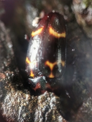 Micrencaustes lunulata