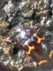 Micrencaustes lunulata