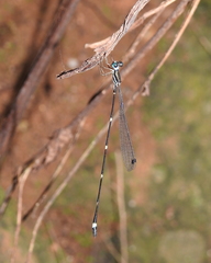 Protosticta mortoni