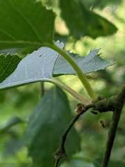 Semudobia skuhravae