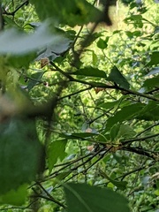 Semudobia skuhravae