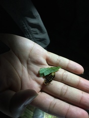 Pyrocoelia praetexta