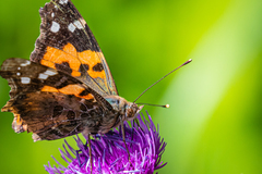 Vanessa indica indica