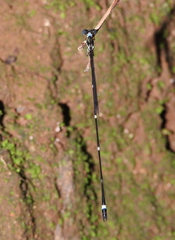 Protosticta mortoni