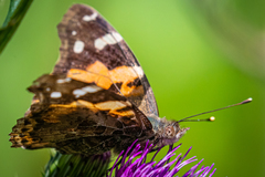 Vanessa indica indica