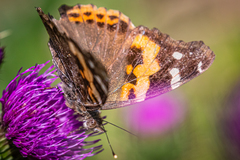 Vanessa indica indica