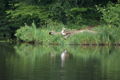 Alopochen aegyptiaca