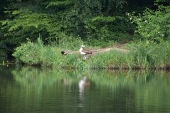 Alopochen aegyptiaca