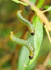 Pristiphora conjugata