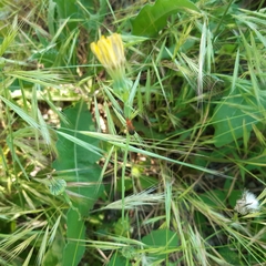 Rhagonycha fulva