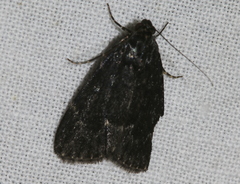 Stericta carbonalis