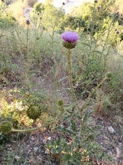Onopordum cynarocephalum
