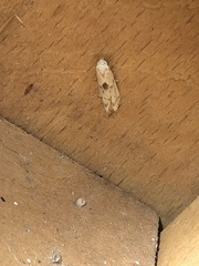 Blastobasis lacticolella