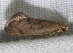 Syncometes vilis