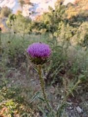 Onopordum cynarocephalum
