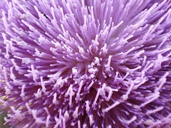 Onopordum cynarocephalum