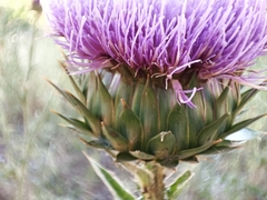 Onopordum cynarocephalum