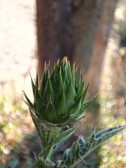 Onopordum cynarocephalum
