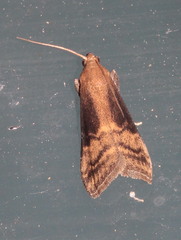 Euzophera fuliginosella