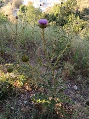 Onopordum cynarocephalum