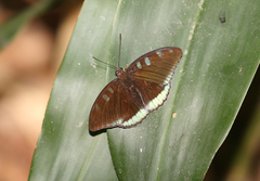 Tanaecia whiteheadi