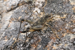 Petrotettix nigripes