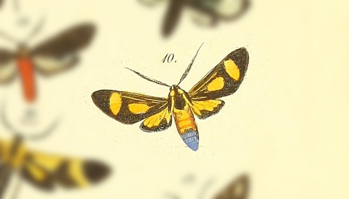 Apiconoma opposita