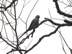 Psittacula columboides