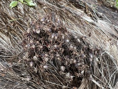 Dermacentor albipictus