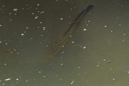 Channa maculata