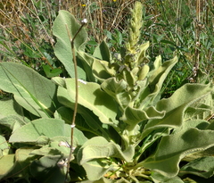 Verbascum giganteum