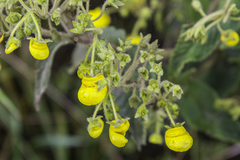 Calceolaria crenata