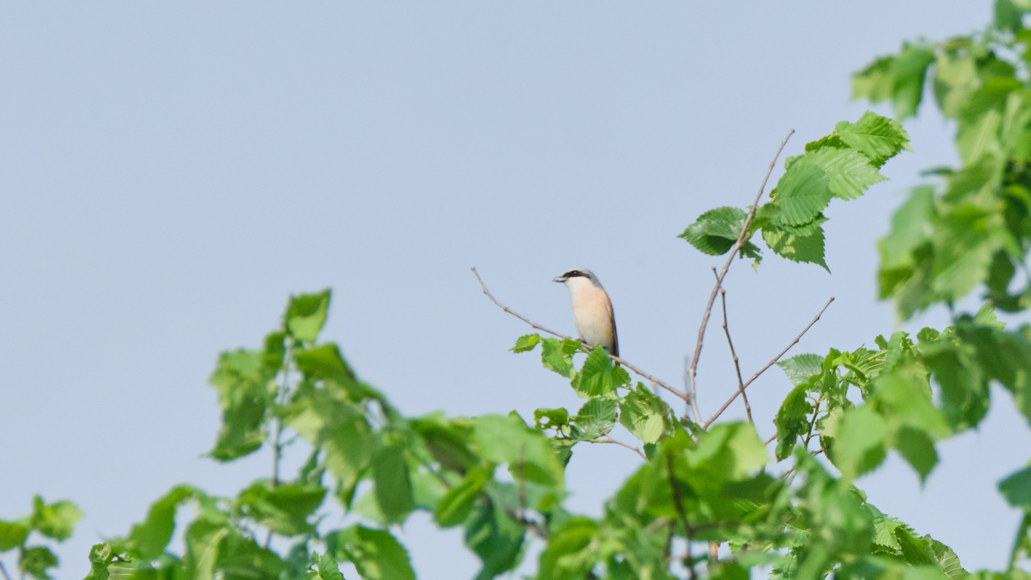 Red-backed Shrike