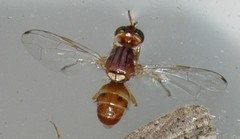 Bactrocera oleae