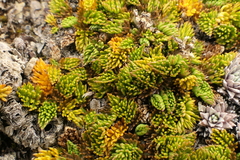 Anisotome imbricata prostrata
