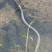 Sinonatrix percarinata suriki - Photo (c) Lin Scott, algunos derechos reservados (CC BY), uploaded by Lin Scott
