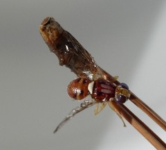Bactrocera oleae